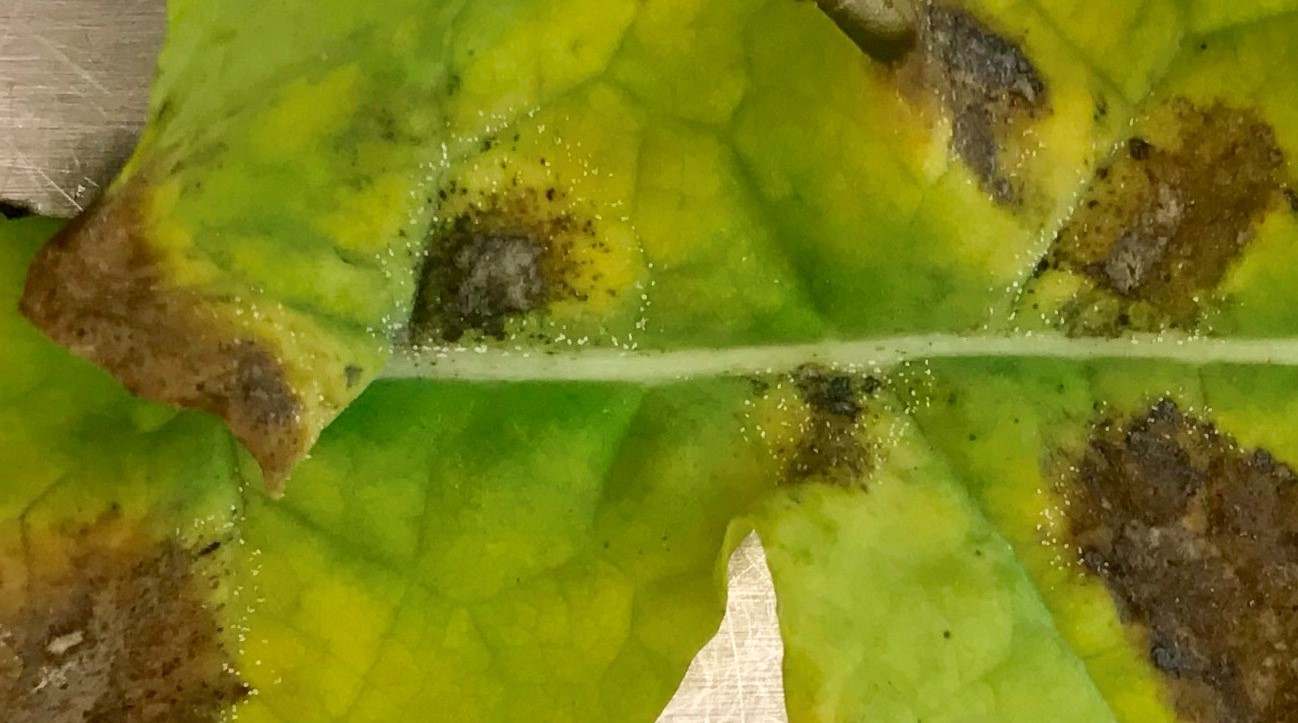 light leaf spot lesion