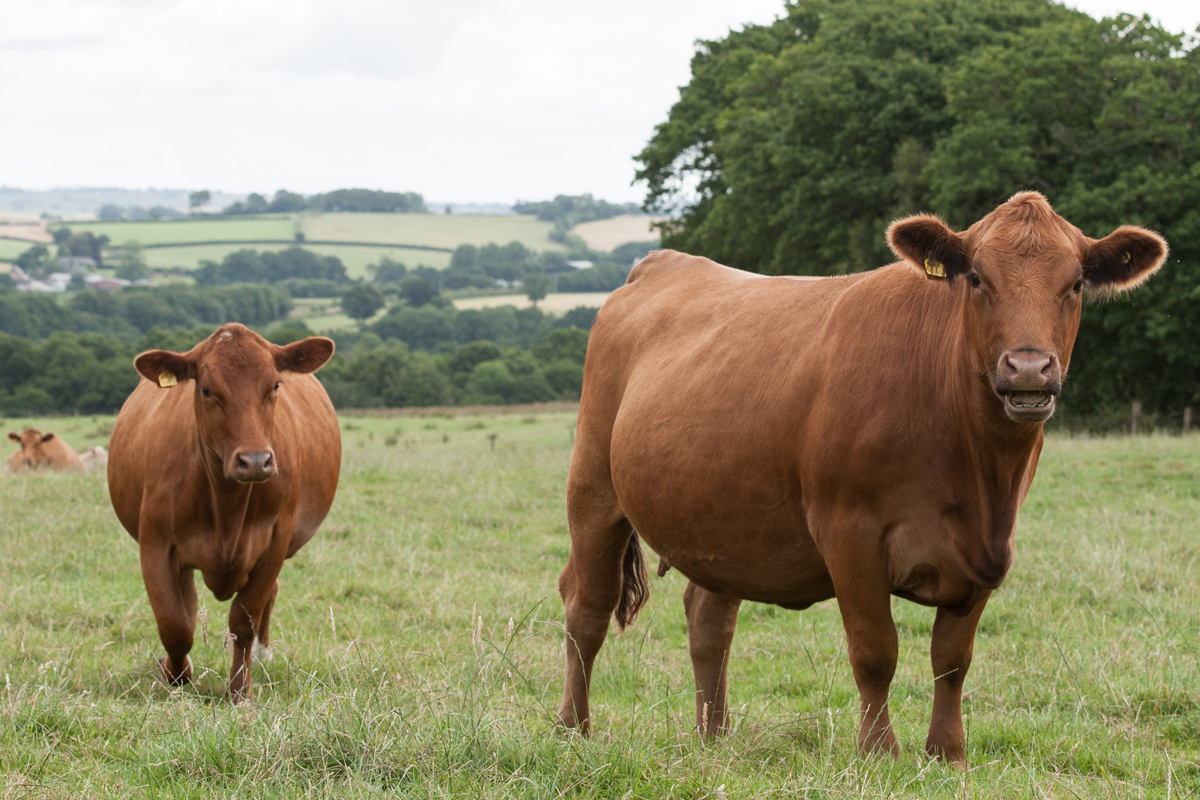 Feeding cattle at North Wyke