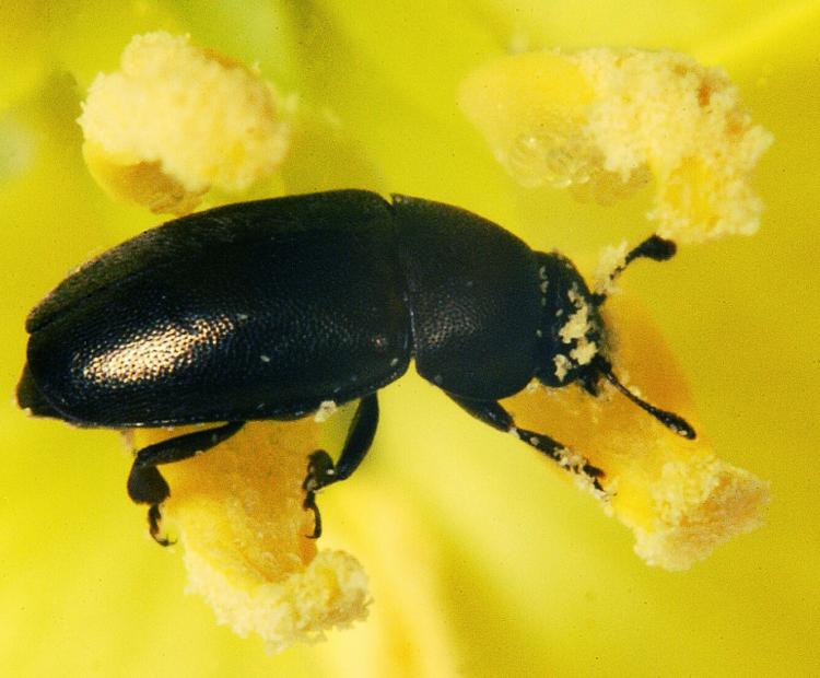 pollen beetle