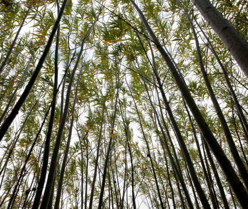 willow varieties