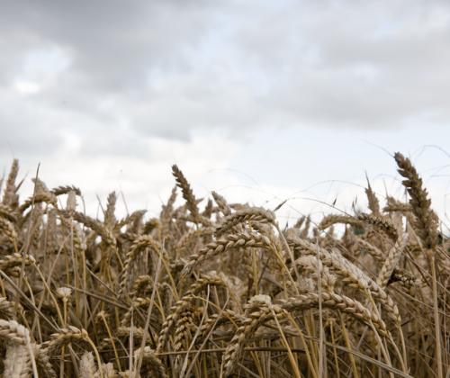 Wheat in field