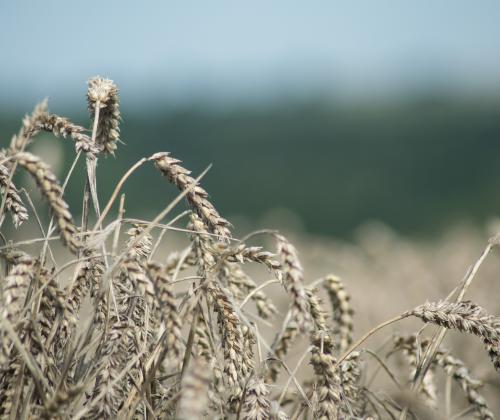 field of wheat