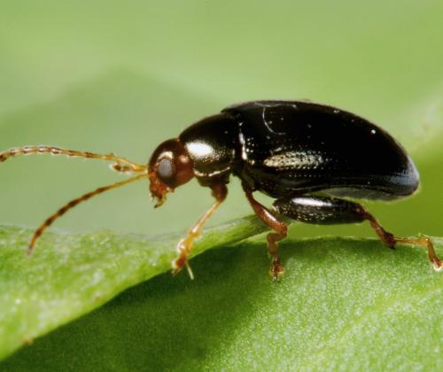 cabbage stem flea beetle on leaf