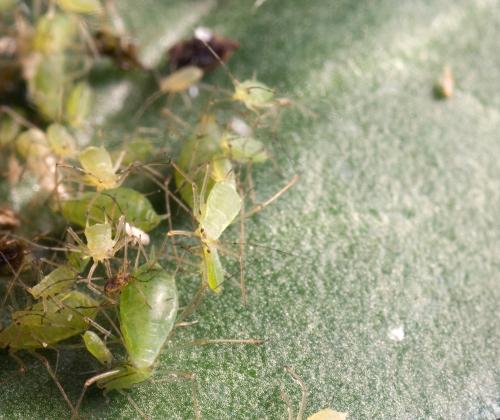 aphids on a leaf