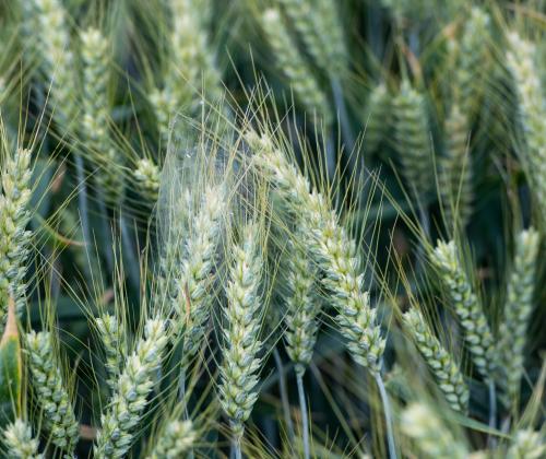 field of green wheat