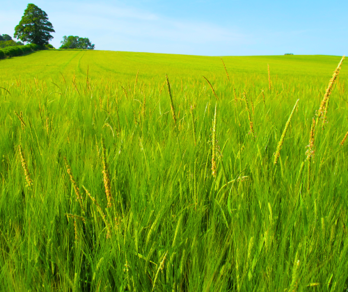 green field with blue sky