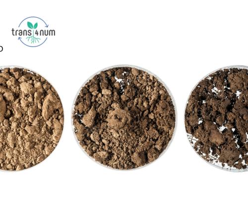 3 plates of soil with the rothamsted and trans4num logos