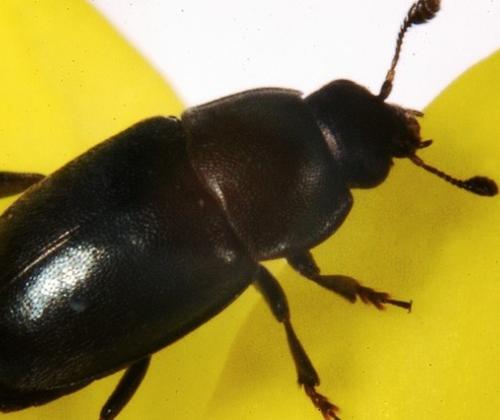 meligethes aeneus