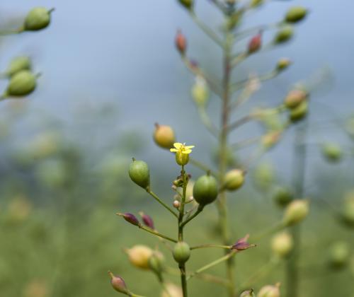 camelina