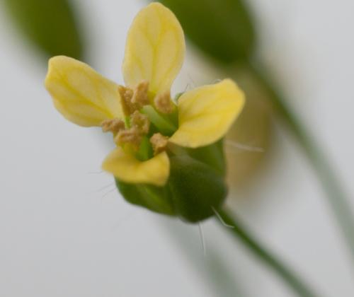 camelina