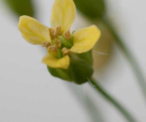 camelina