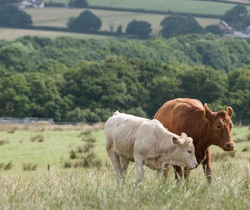 cows