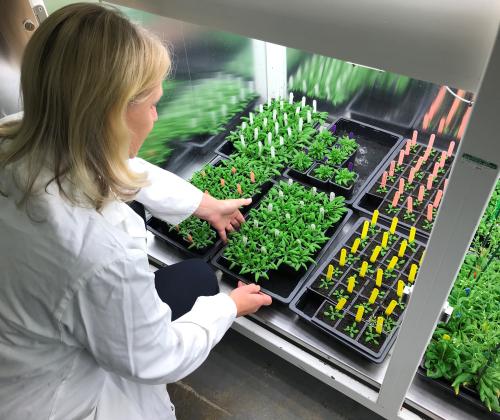 arabidopsis trays