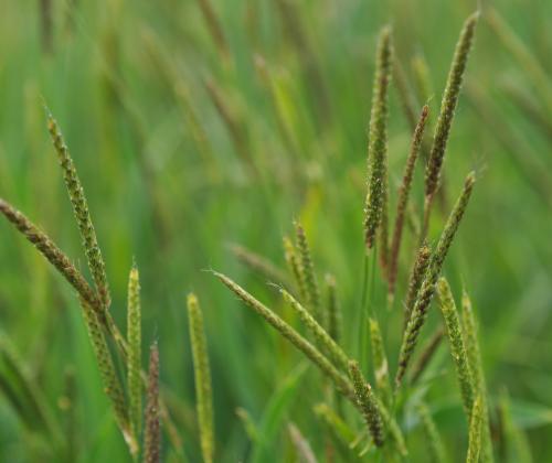 Black-grass in a wheat field