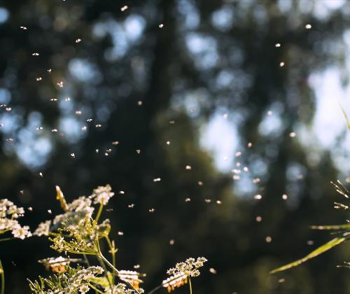 Midge swarm