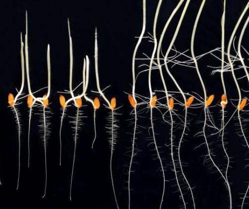 rice seedlings