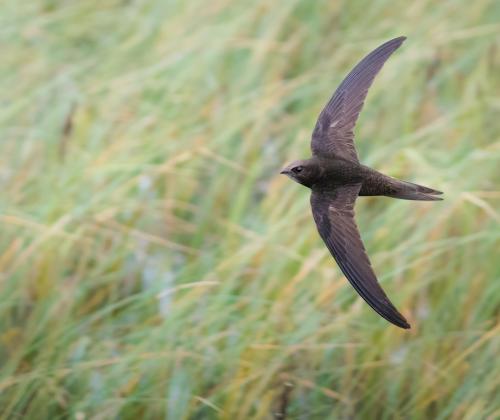 Swift in flight