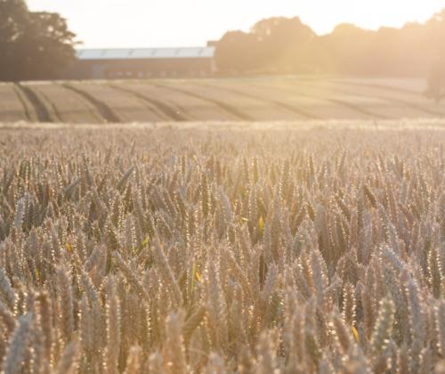 wheat field