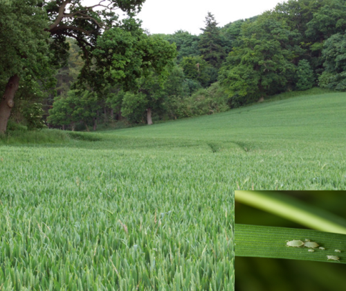 Field and aphids